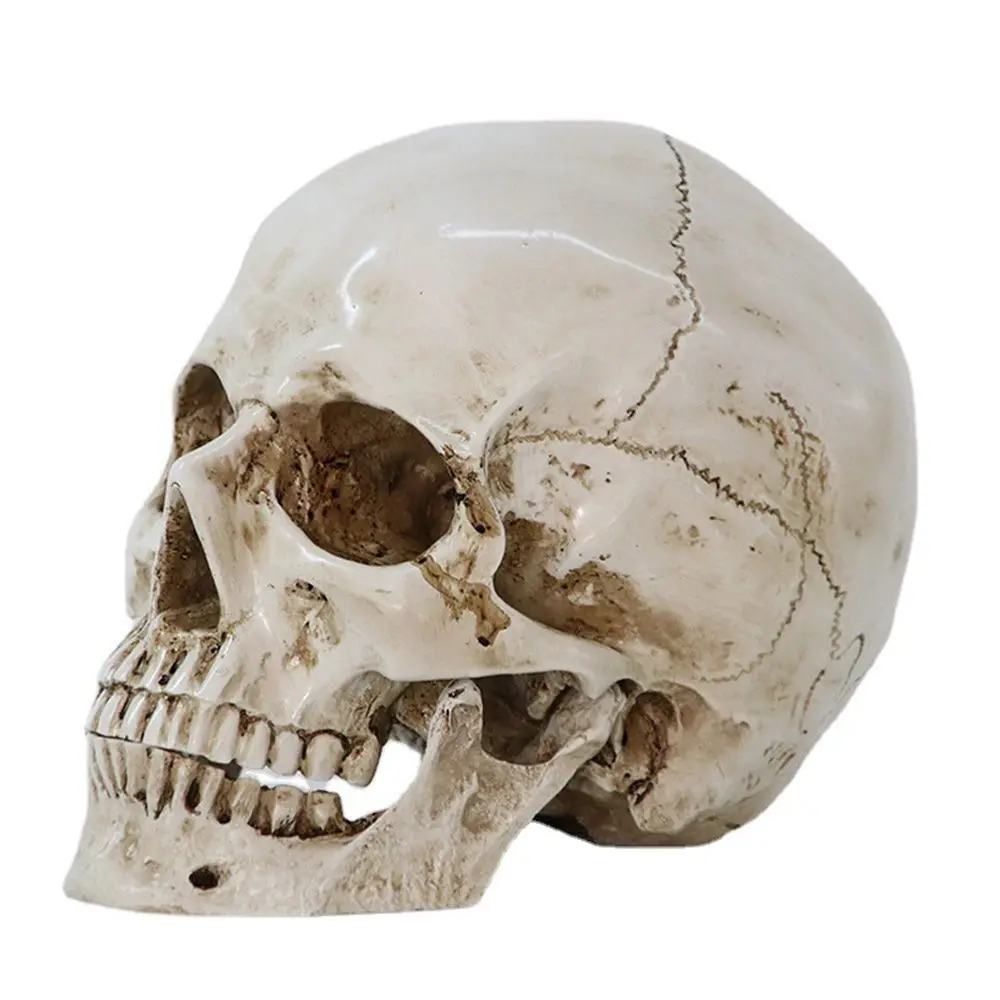 Life-size 1:1 Anatomical Teeth Human Skull Skeleton Head Skull Replica Model