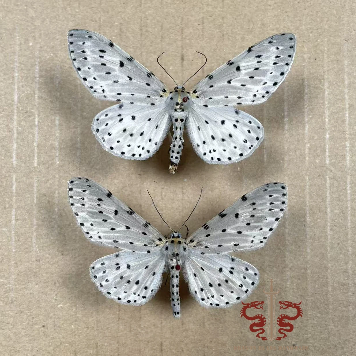 Moth specimen Percnia belluaria, 1pc wings spread A1/A- high quality, Decorative Display Collection Gifts