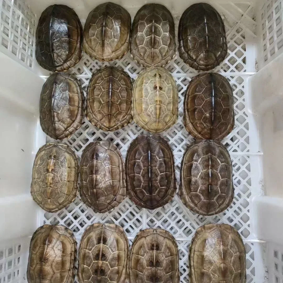 1-10 PCS Natural tortoise Shell, Real Animal Bones Specimen Collection Animal Taxidermy For Home Decoration Special Gifts - view 3