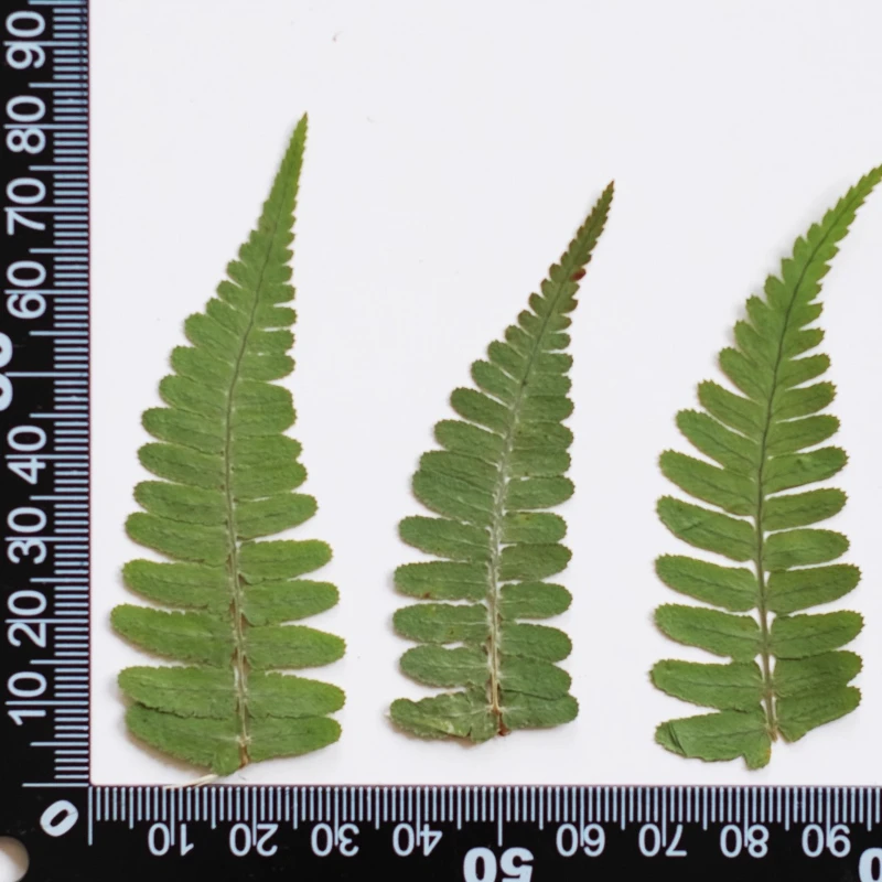 24 قطعة ، الطبيعة ضغط السرخس ورقة الزهور الجافة لتقوم بها بنفسك مجموعة المواد إطارات الصور لمبة مكتب ملصقات الورقة الخضراء-ملحقات راتنجات الايبوكسي #6