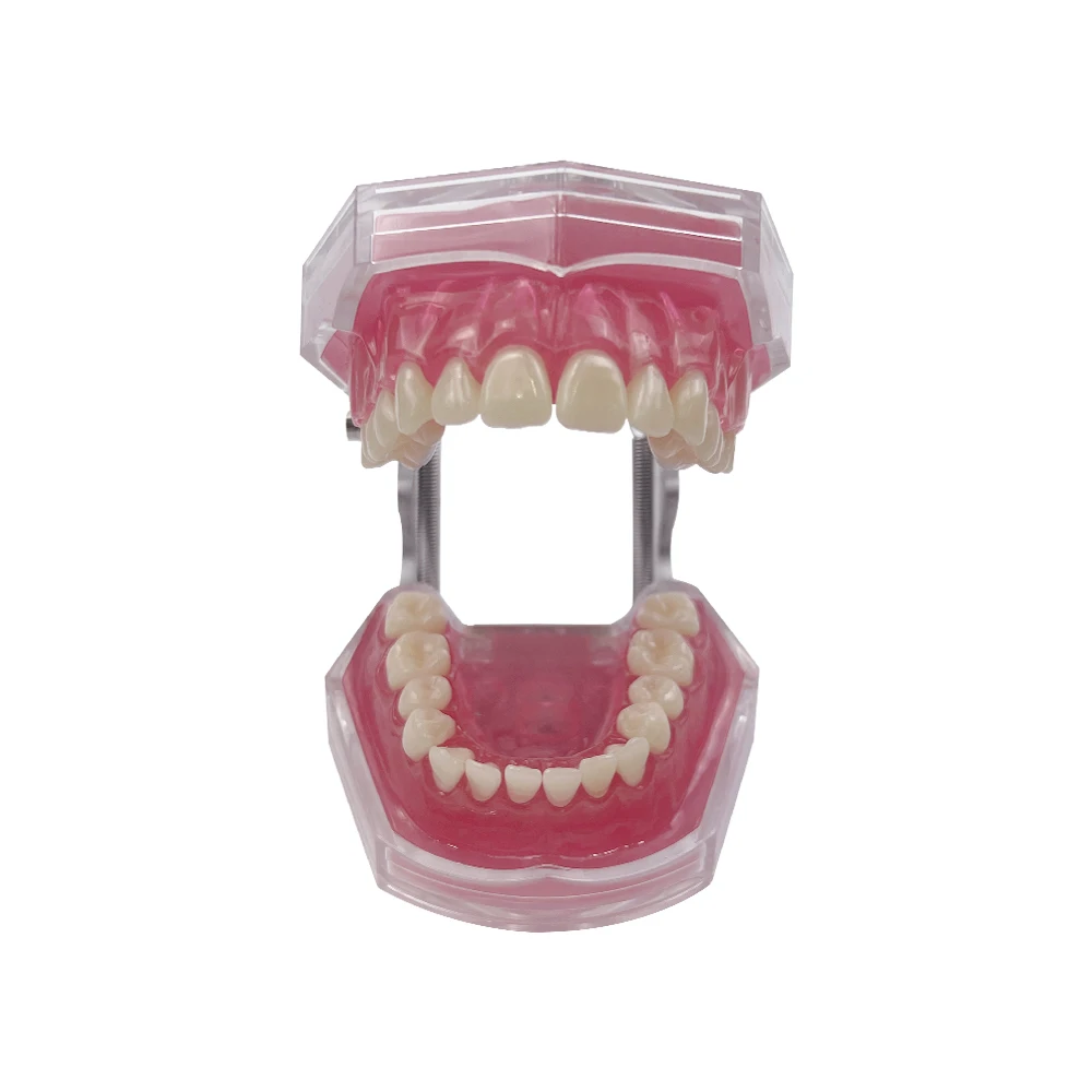 Dental Study Teaching Model Standard Model Removable Teeth Soft Gum Typodont Model Tooth Extraction Practice demonstration Model