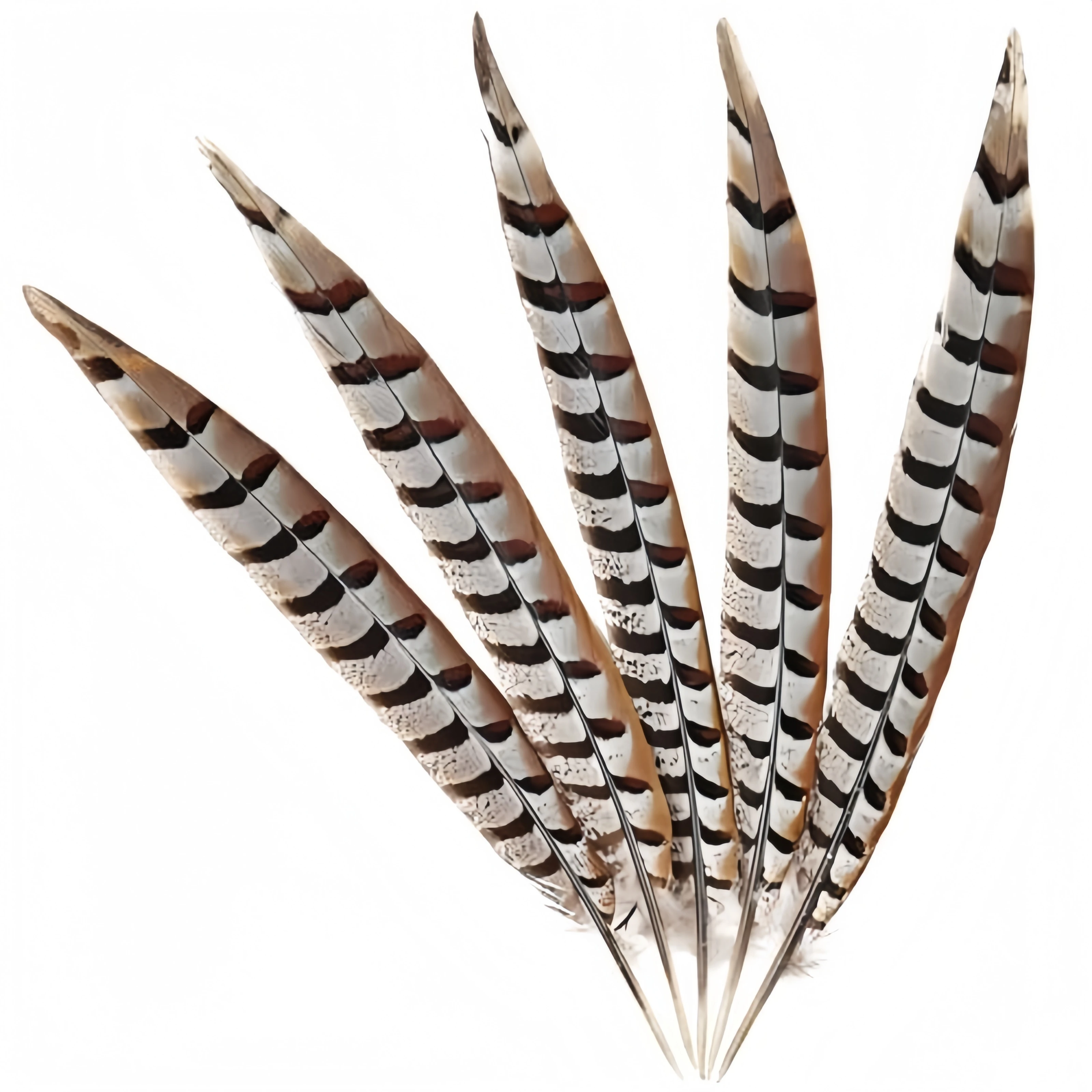 

Natural Pheasant Tail Feathers 20-50cm DIY Craft Feather Accessories for Costume Headpiece Home Party Decoration Handmade