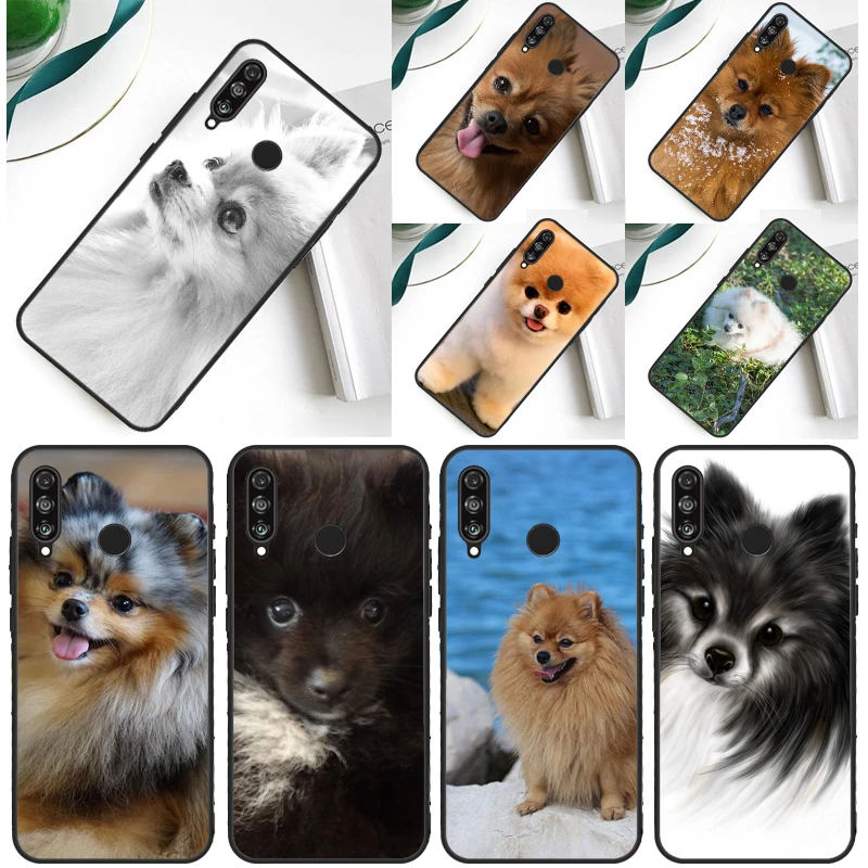 Pomeranian Dog For …