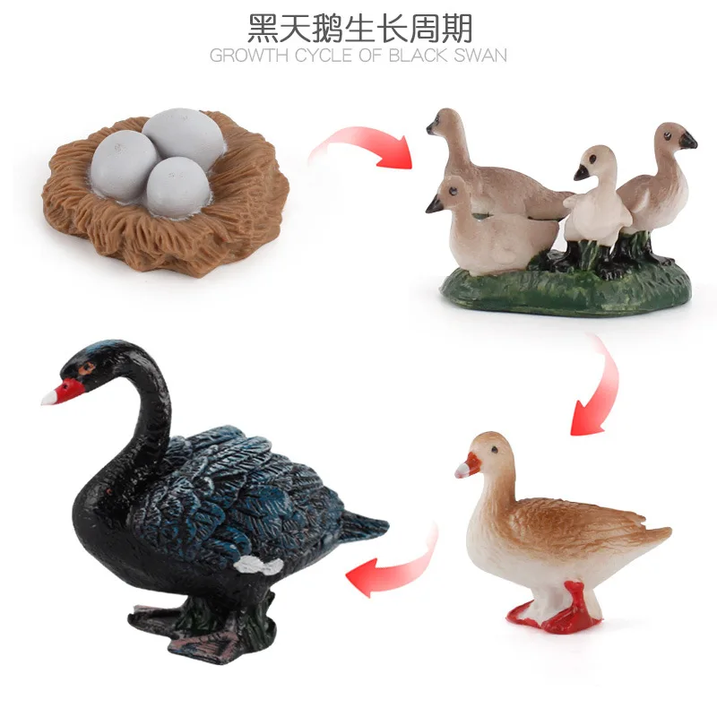 Animal Life Cycle Board Kinderspeelgoed Montessori Leermiddelen Plant Animal Growth Cycle Model Set voorschoolse cognitieve speelgoed