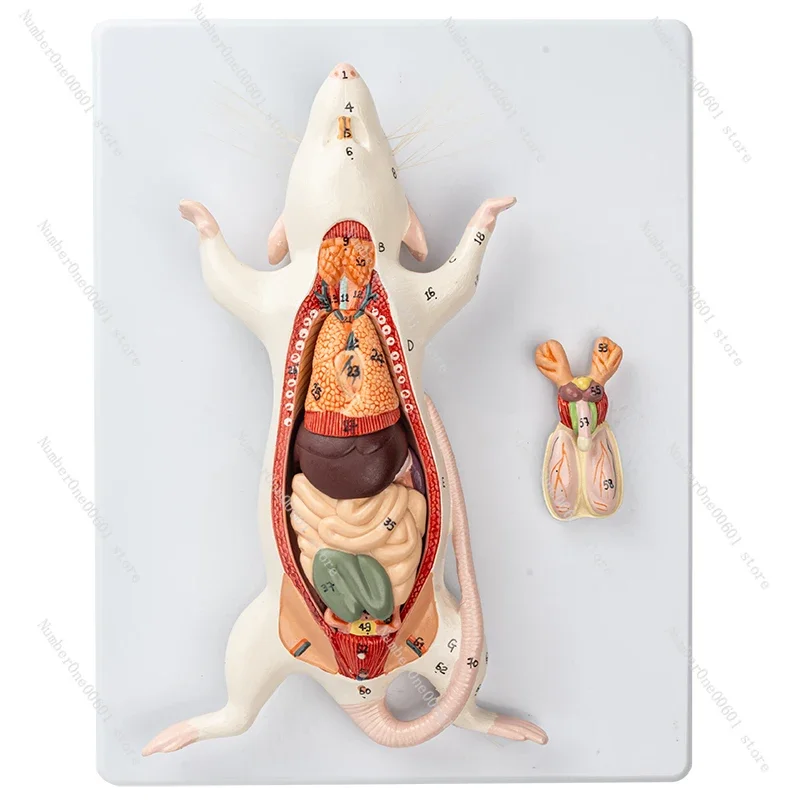 

Mouse dissection model Mouse visceral organs structural anatomy biological teaching experiment