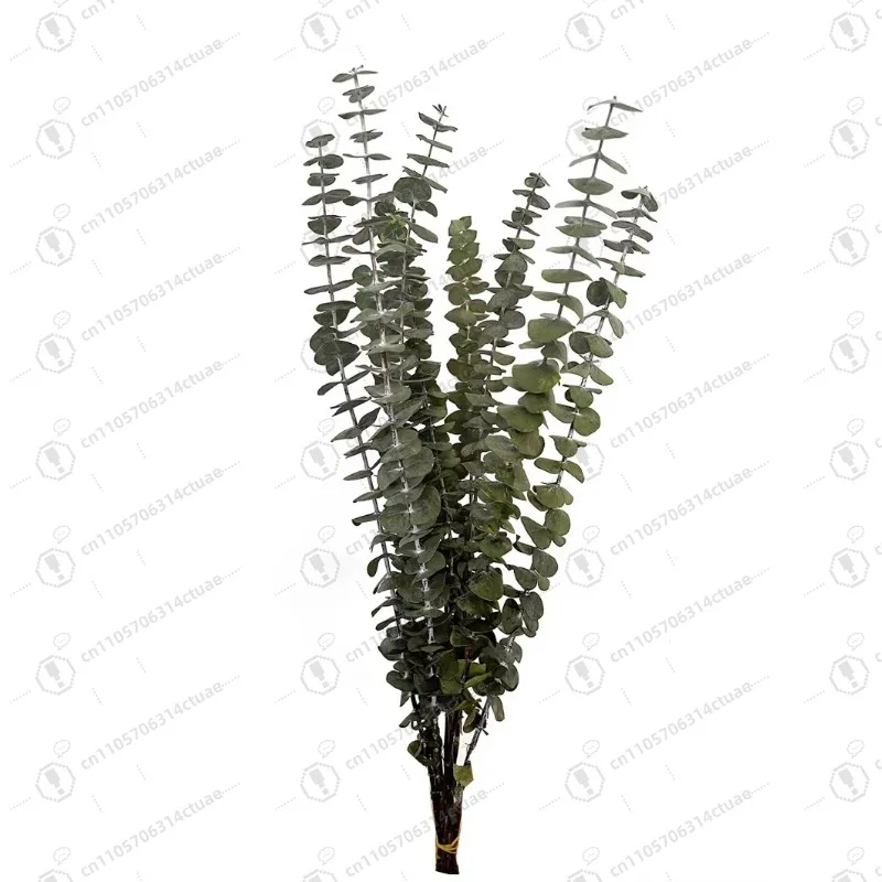 

Hot-selling natural dried eucalyptus leaves preserved eucalyptus for wedding party decoration