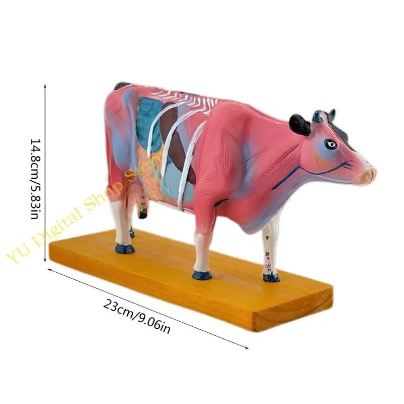 96BA Animal Anatomy Model Cattle Anatomy Model Organs Teaching Prop