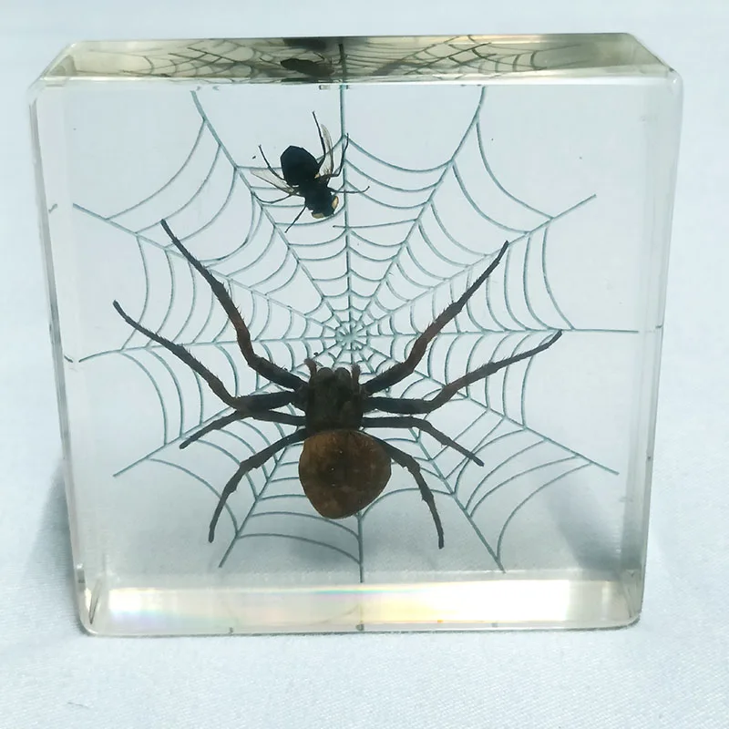 

Insect Specimen Spider Encased In Resin Really Specimens Suitable for Home Furnishings Insect Specimens Science and Education