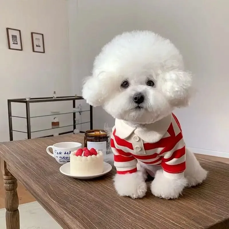 Striped Summer Dog Polo 4