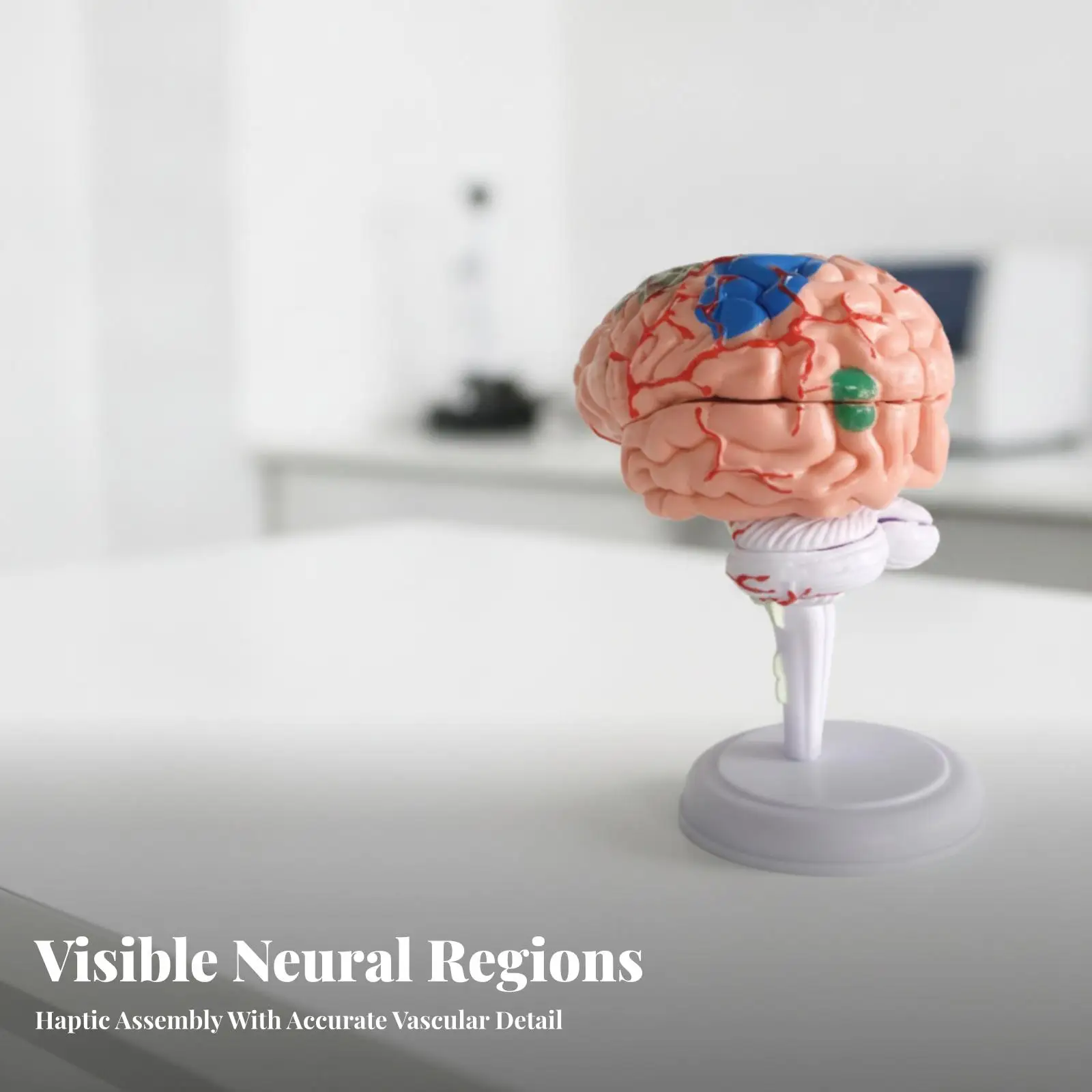 Brain Anatomical Model Puzzle 31 Piece Realistic Human Brain Model for Medical Study PVC Durable Display Base