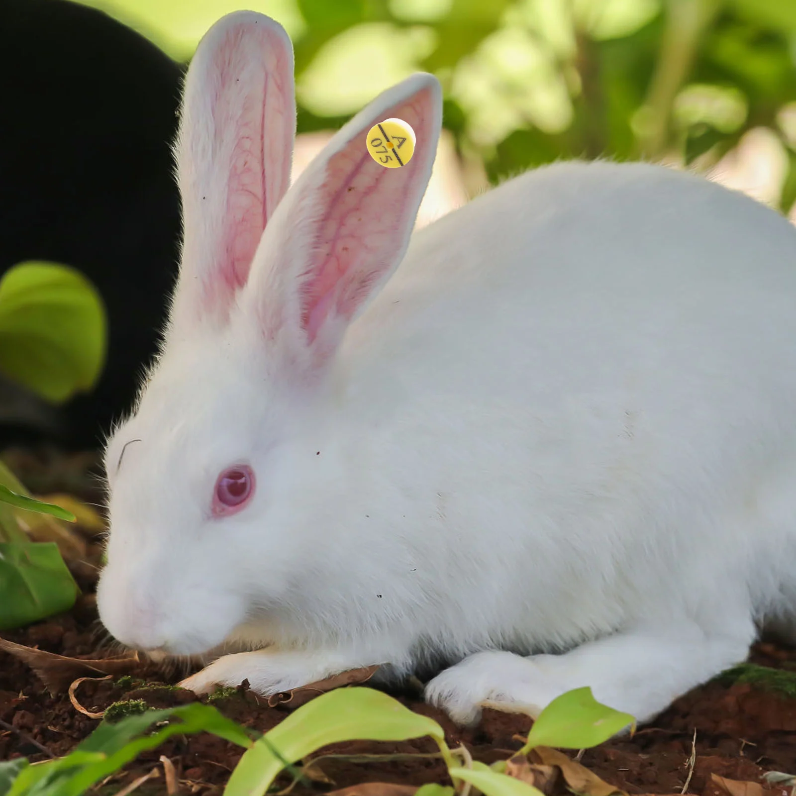 50 pezzi di etichette per orecchie di coniglio, bestiame, bovini, identificazione di animali, pollame per orecchie in plastica