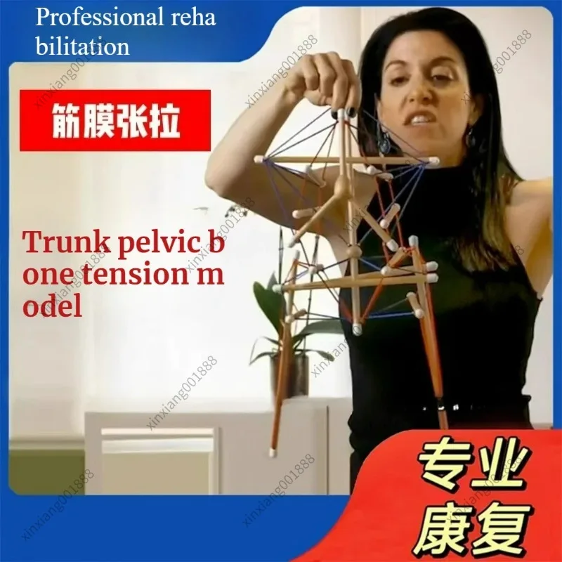 For Spine pelvis tensegrity model, myofascial anatomy train teaching aid, dynamic axis demonstration educational model
