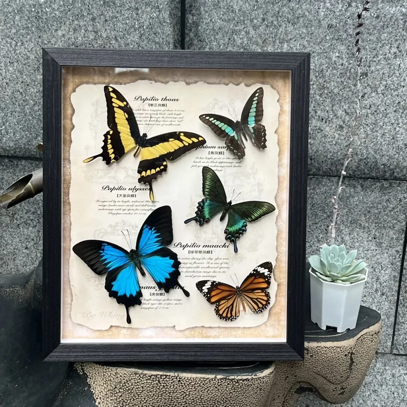 Papilio Ulysses & P Minos Mixed Butterflies Combo,12Inch Finished Framed,Wall & Desk Ornament,Birthday & Valentine Gift