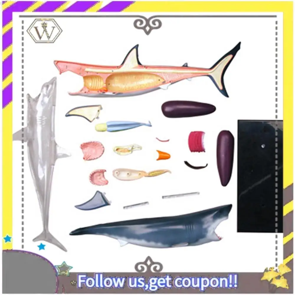 

New Animal Organ Anatomy Model 4D Shark Intelligence Assembling Toy Teaching Anatomy Model DIY Popular Science Appliances