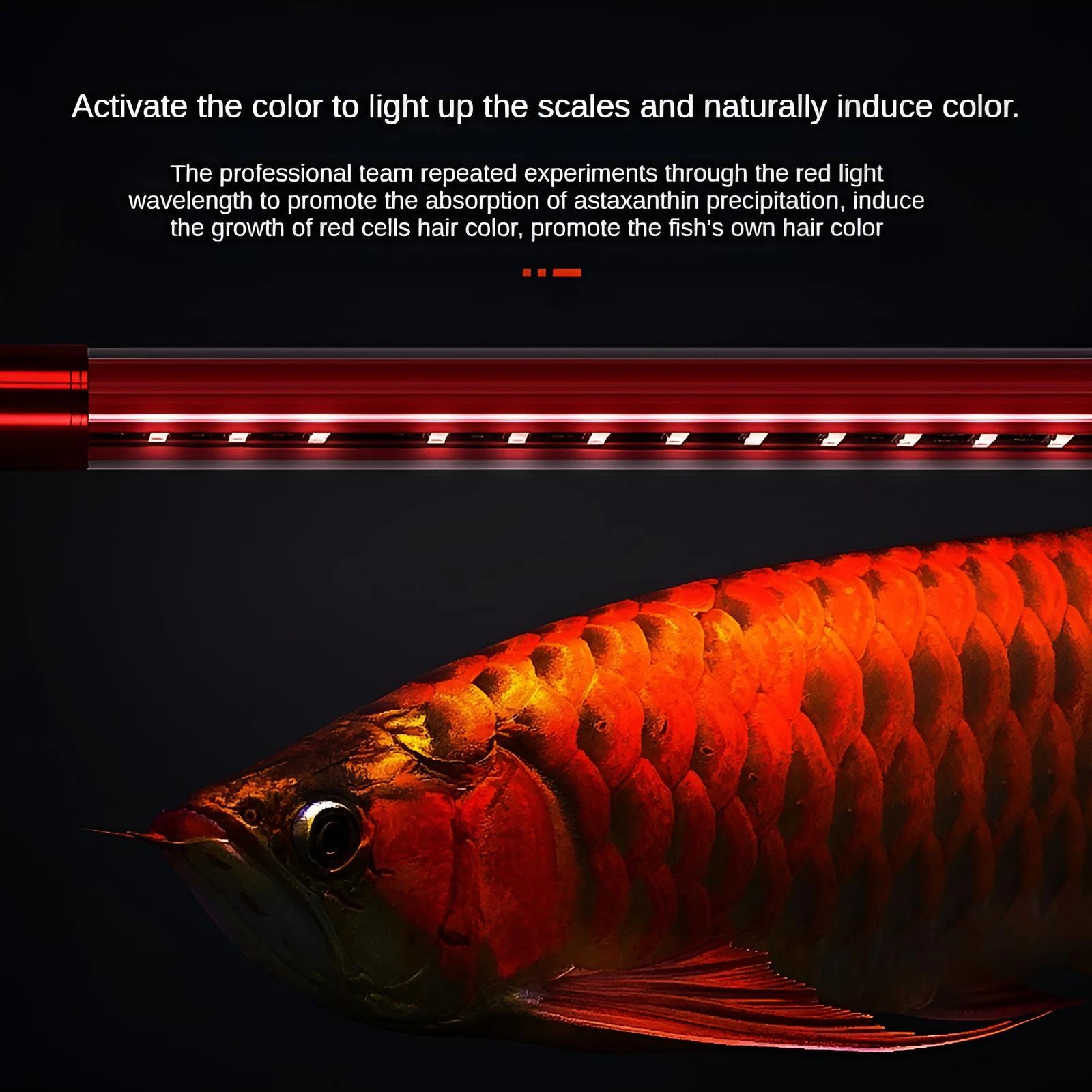Large Fish Tank Light 110V-240V Ultra Wide Angle 240° Five Row LED T12 Diving Light for Aquatic Environments - Image 2