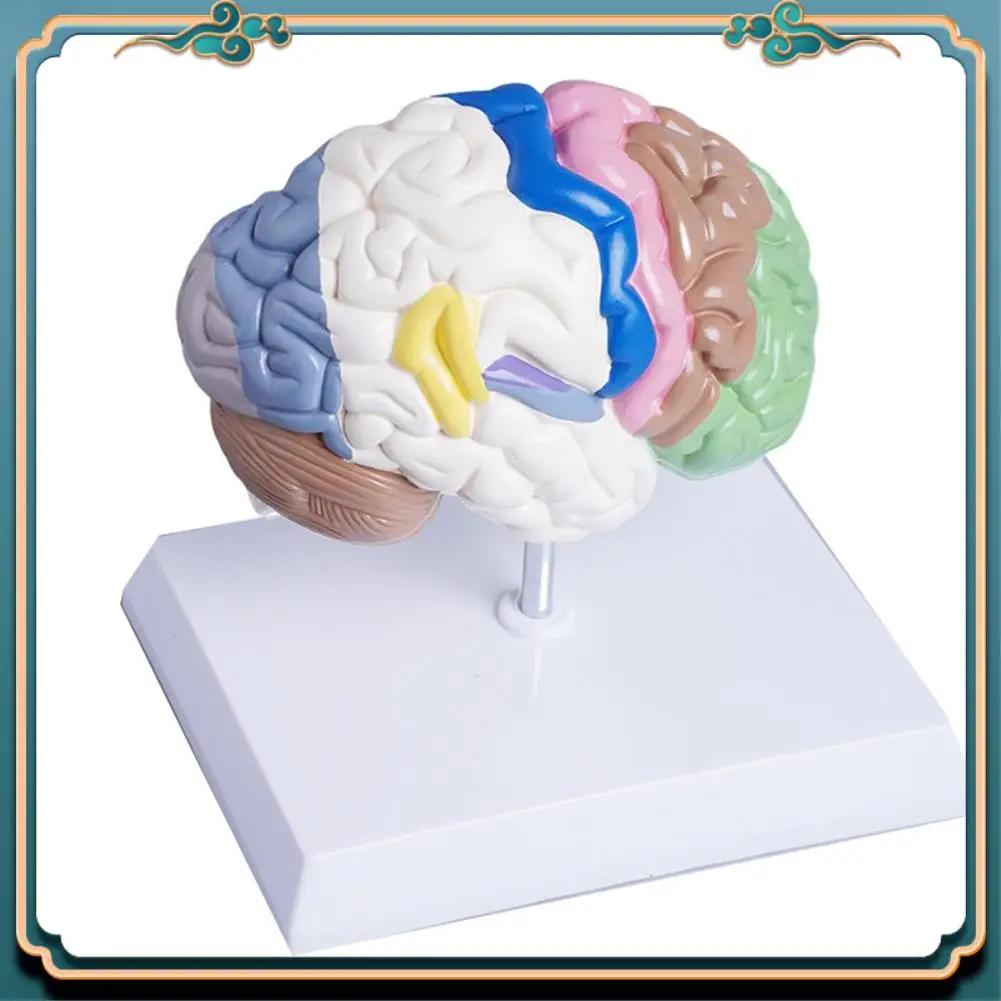 (ใหม่)-มนุษย์ครึ่งสมอง Anatomy ขนาดกายวิภาค,สมองเครื่องมือการสอนใช้,หลอดเลือดแดงสมองรุ่น