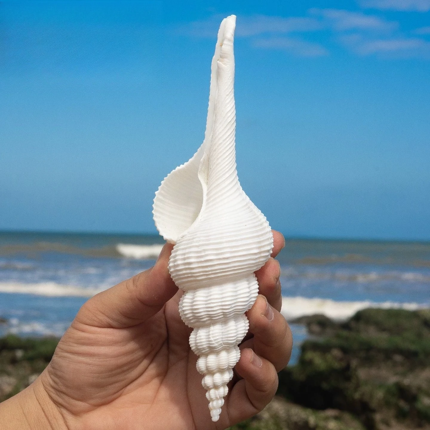 Concha de caracola Natural para niños, pecera de caracol en espiral blanca larga, paisajismo, decoración del hogar, adornos, accesorios de fotografía