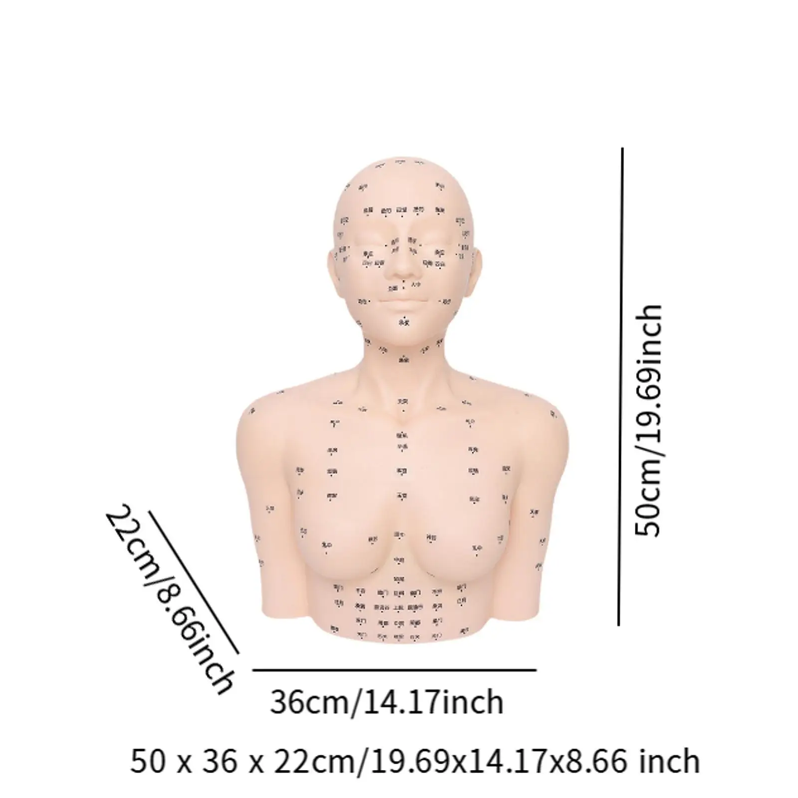 تدليك عارضة أزياء رئيس التجميل نموذج الممارسة للتدريب على تدليك التمريض