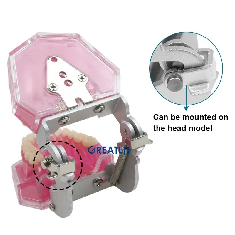 Removable Teeth Soft Gum Dental Model Teeth Dental Teaching Study Model TYPODONT Model Dentist Dentistry Products Dental Gift