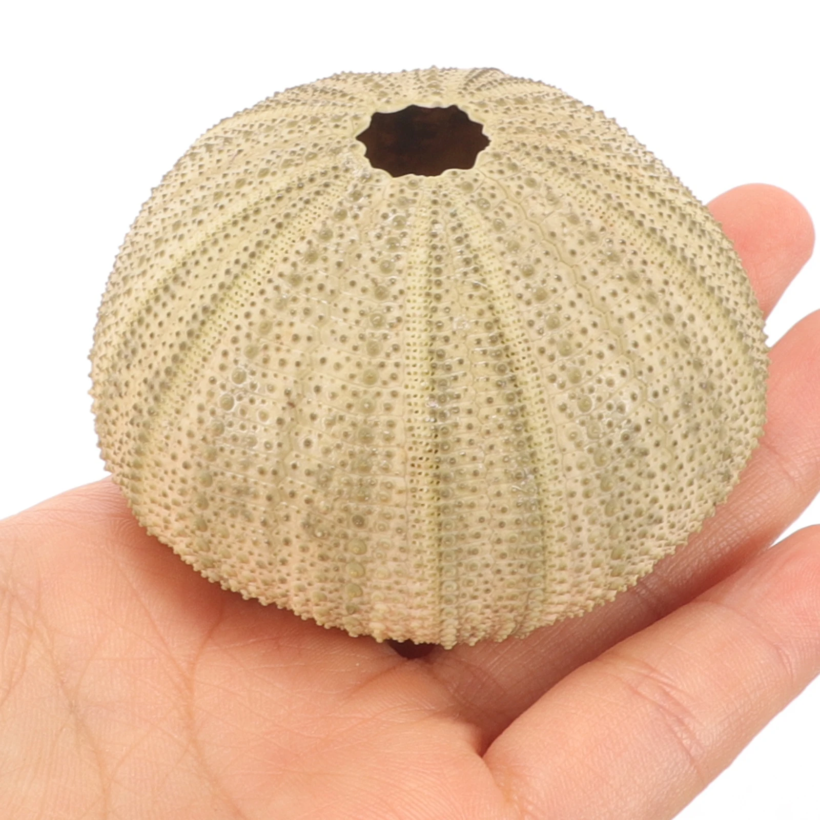 6 قطعة قذائف قذائف البحر الطبيعية خزان الأسماك قذائف قذائف البحر قذائف البحر حلية خزان الأسماك الخضراء اكسسوارات ديكور المنزل #5