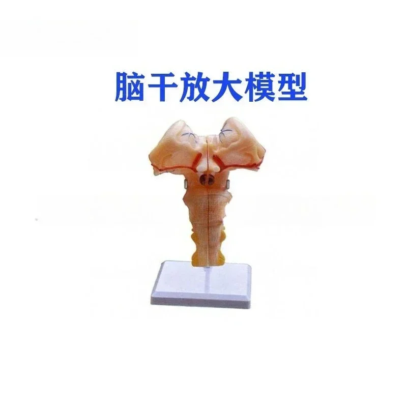 Brainstem amplification model, brain model for brain stem medullary middle pontine nerve