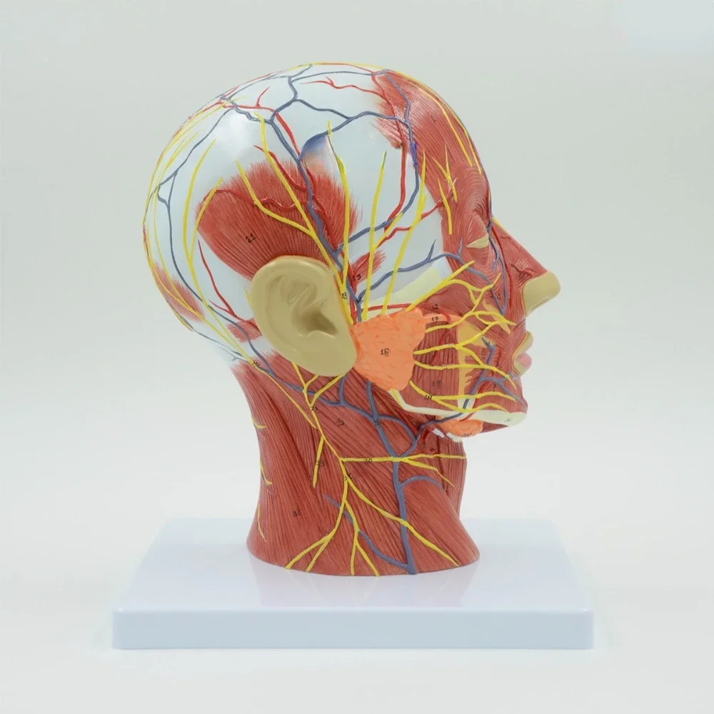 Human,skull with muscle and nerve blood vessel, head section brain, human anatomy model. School medical teaching