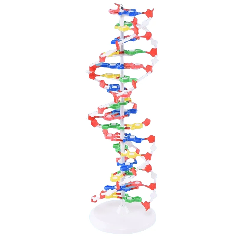 

60CM J33306 DNA Molecular Structure model Medical human samples DIA 20cm