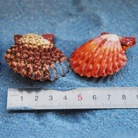 Oil Painting Pecten Shell 4cm Mediterranean Conch Shell Valentine's Day Wedding Gift Tiger Striped