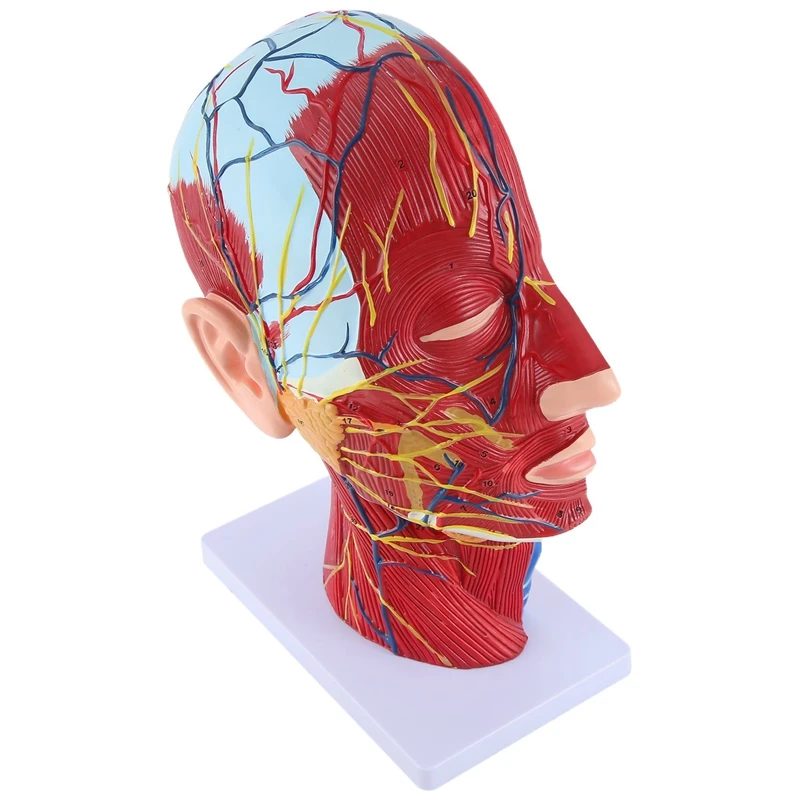 

Модель головы Midsagittal, модель для обучения, пародическая карандаш, шейный позвоночник, анатомия головы и шеи, Otolaryngology, простая в использовании модель