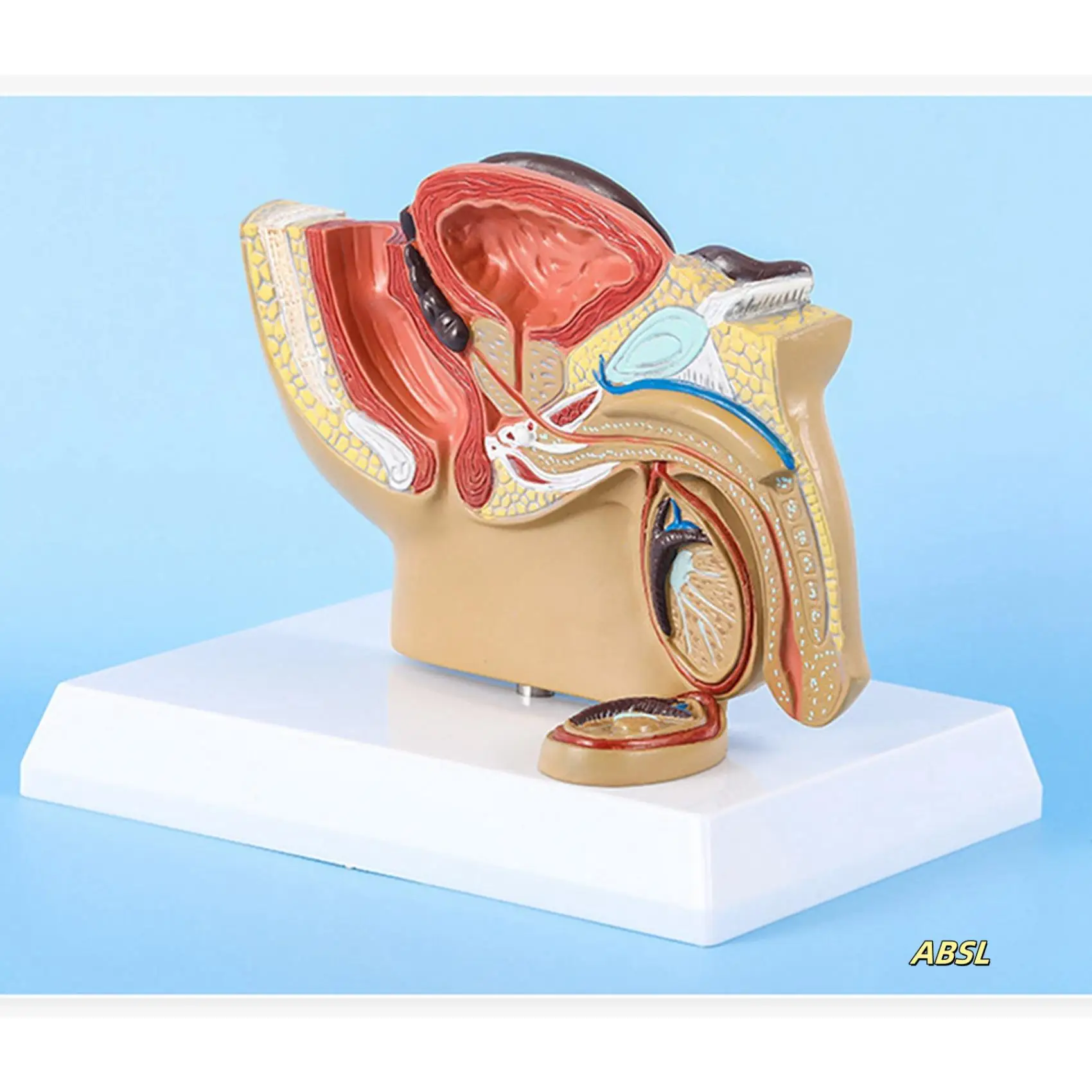 2X 1:2 Male Pelvic Sagittal Section Testicular Prostate Bladder Rectal Urinary System Model