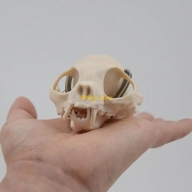 

C90C Cats Head Anatomy Model Реалистичная кошка головные скелеты модель животного черепа