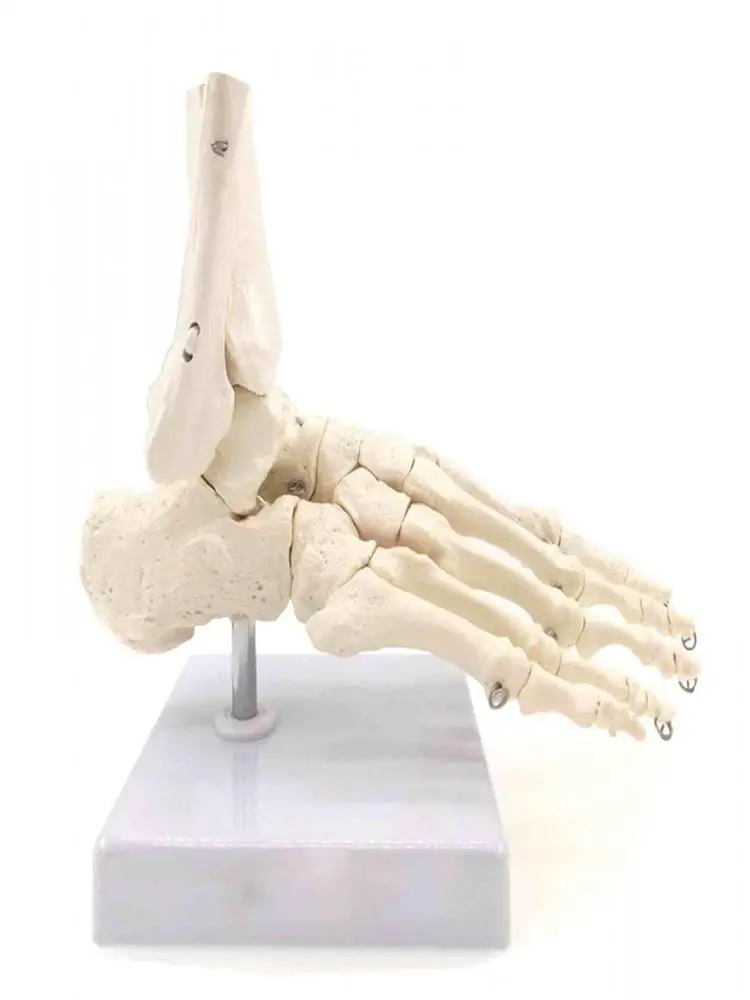Model funkcjonalny stawu stopowego i kostki, szkielet anatomiczny, model medyczny do celów edukacyjnych, szkolny, naturalnej wielkości, wykonany z PVC. — 2