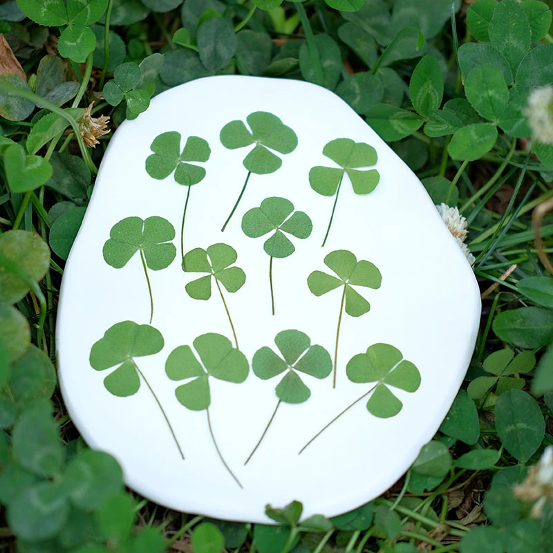 50pcs/lot,Real Pressed Clover Petals,Dried Flower DIY Adhesive Drop Phone Case PARTY Greeting Card Bookmark Flower Facial Makeup