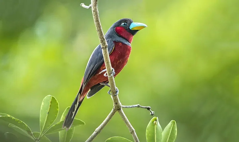 

Наноприемник BETAFPV SuperX ELRS — двухдиапазонный 2,4G + 915M/868M (для RC FPV Racing и фристайла)