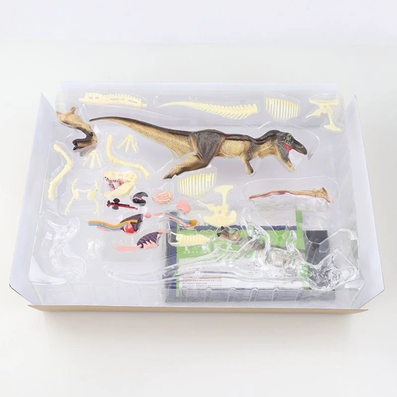 96BA PVC Tyrannosaurus Rex Science Model for Hands-On Anatomy Structure Observation