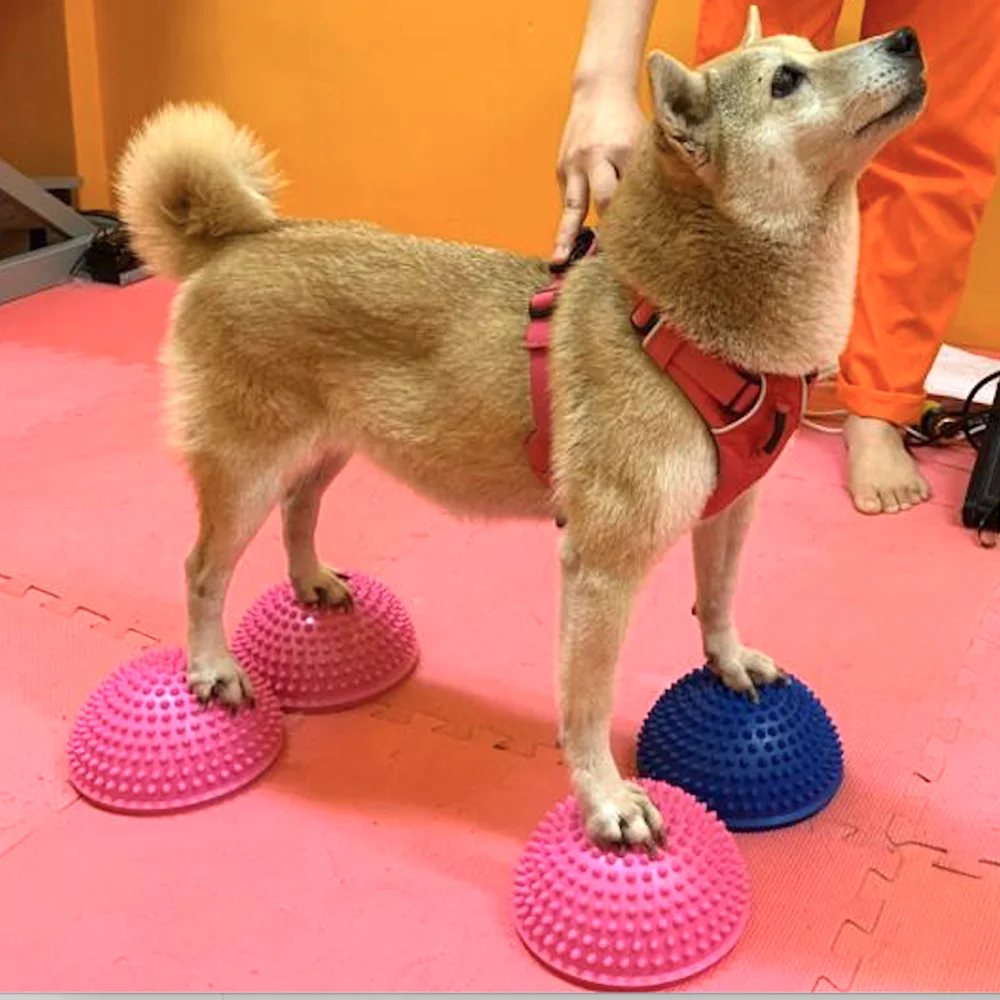 Pet Agility Training Supplies Avc Pet Dog Durian Balls Hemispheres Nerve Sensory Balance Muscular Atrophy Surgery Knee Patella L