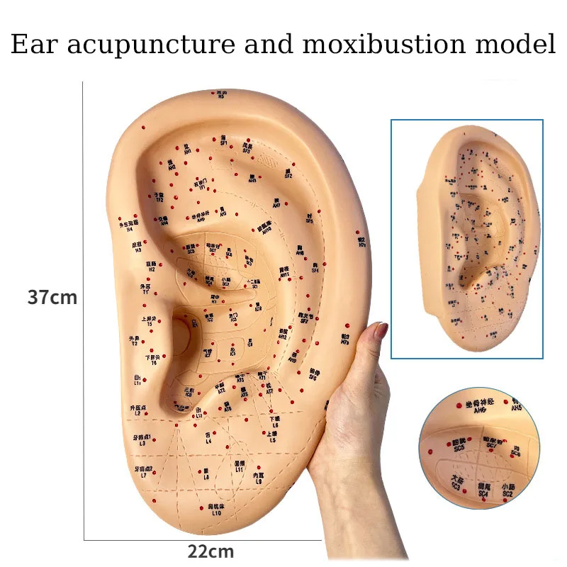 Hand And Foot Ear Acupoint Model Meridian Massage Acupuncture And Moxibustion Model Medical Teaching Supplies