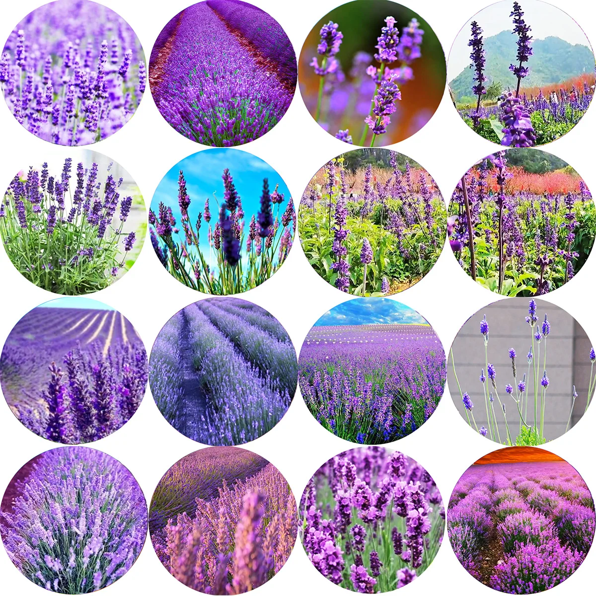 Art Beauty Purple Flowers Lavender 10mm/12mm/14mm/18mm/20mm/25mm/30mm Round photo glass cabochon demo flat back Making findings