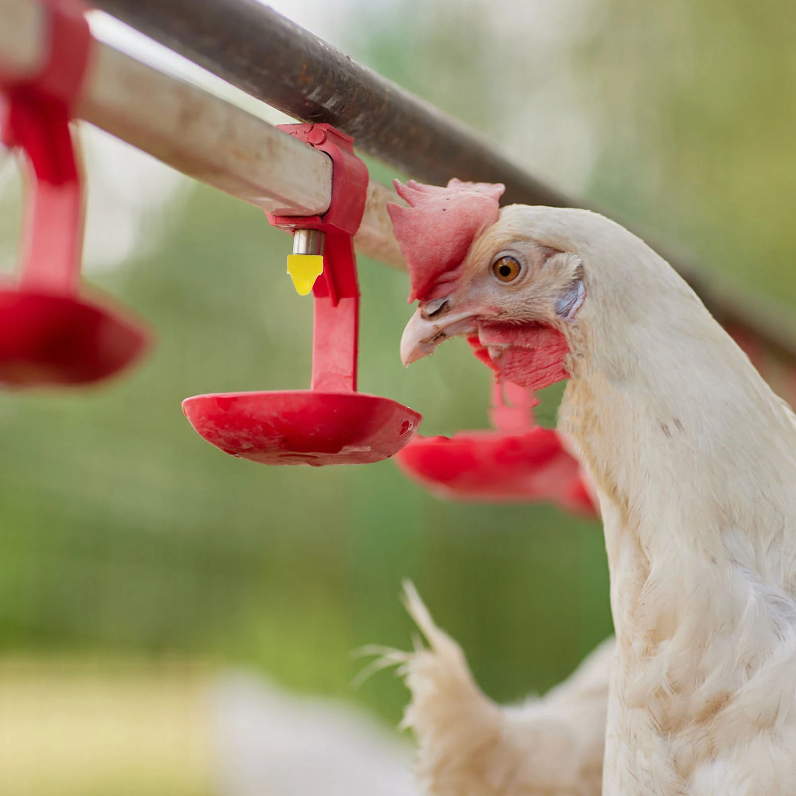 

Automatic Chicken Waterer Nipples Poultry Drinking System Farm Supplies Efficient Clean Waterer for Chickens Turkeys