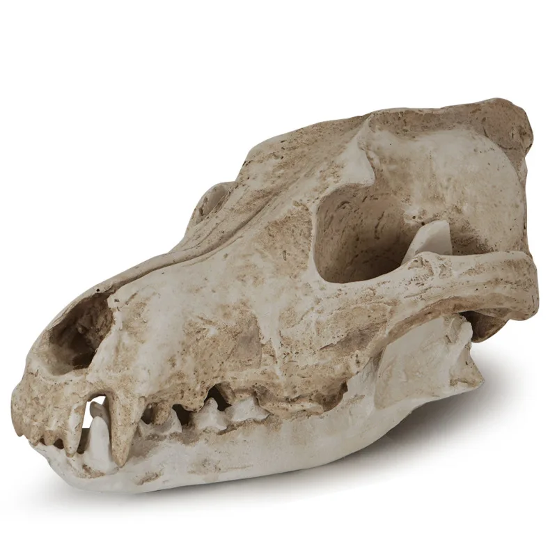 Animal Skull Statue Resin Wolf Skull Figurine Home Room Decoration Accessories Halloween Gift Skeleton Model Collectible