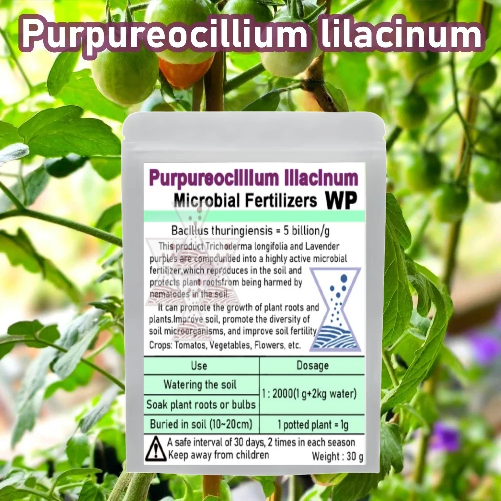 30 جرام فطر التحكم الحيوي المتقدم من Purpureocillium lilacinum لتحقيق Nematode الأسمدة الميكروبية لخصوبة التربة