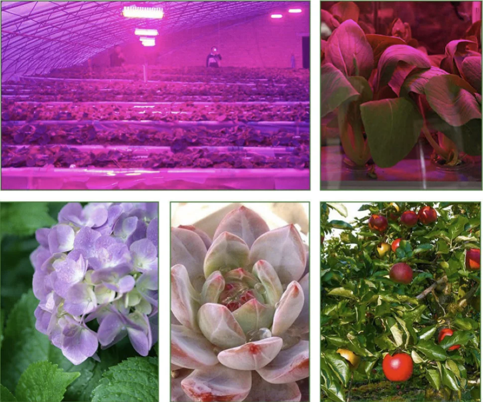 LED COB 로딘 텅스텐 스펙트럼 LED 성장등 핑크 380-840nm 100W 50W AC 220V led IC 식물등 플러드 라이트 채소 재배등