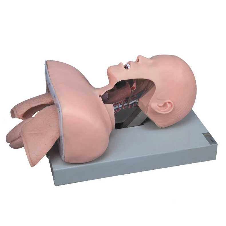 Лабораторный симулятор тренировки интубации трахеи Обучение дыхательных путей