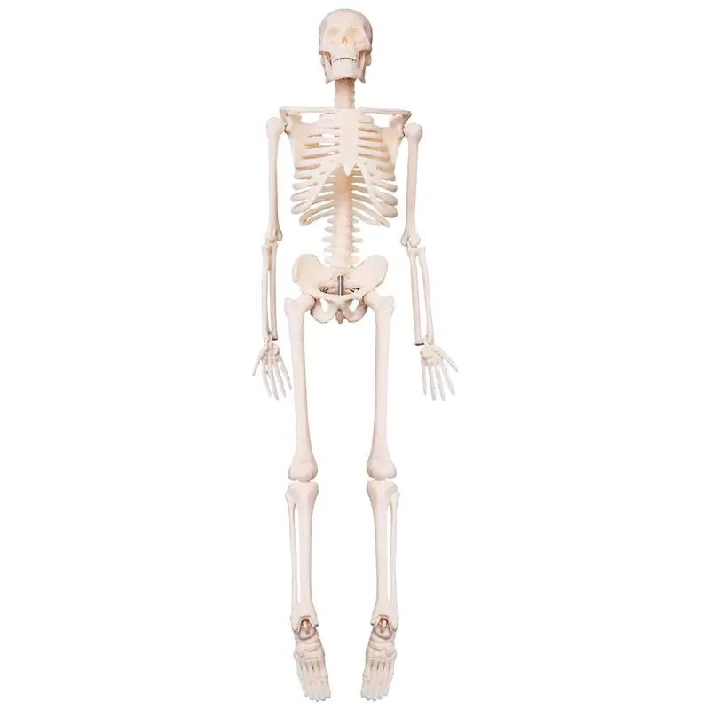 A97I-45CM Human Anatomical Anatomy Skeleton Model Poster Learn Aid Anatomy Human Skeletal Model
