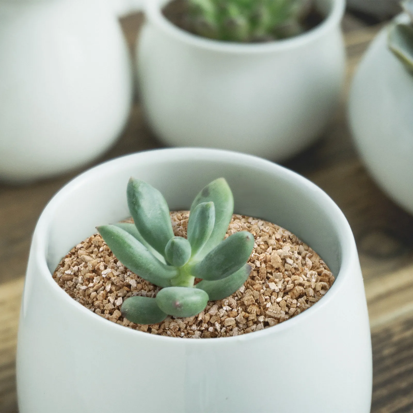 3L Horticultural Ve…