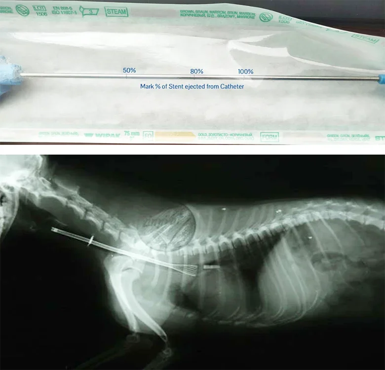 Stent tracheale per animali domestici espandibile sterilizzato con certificazione CE monouso medica veterinaria per cani