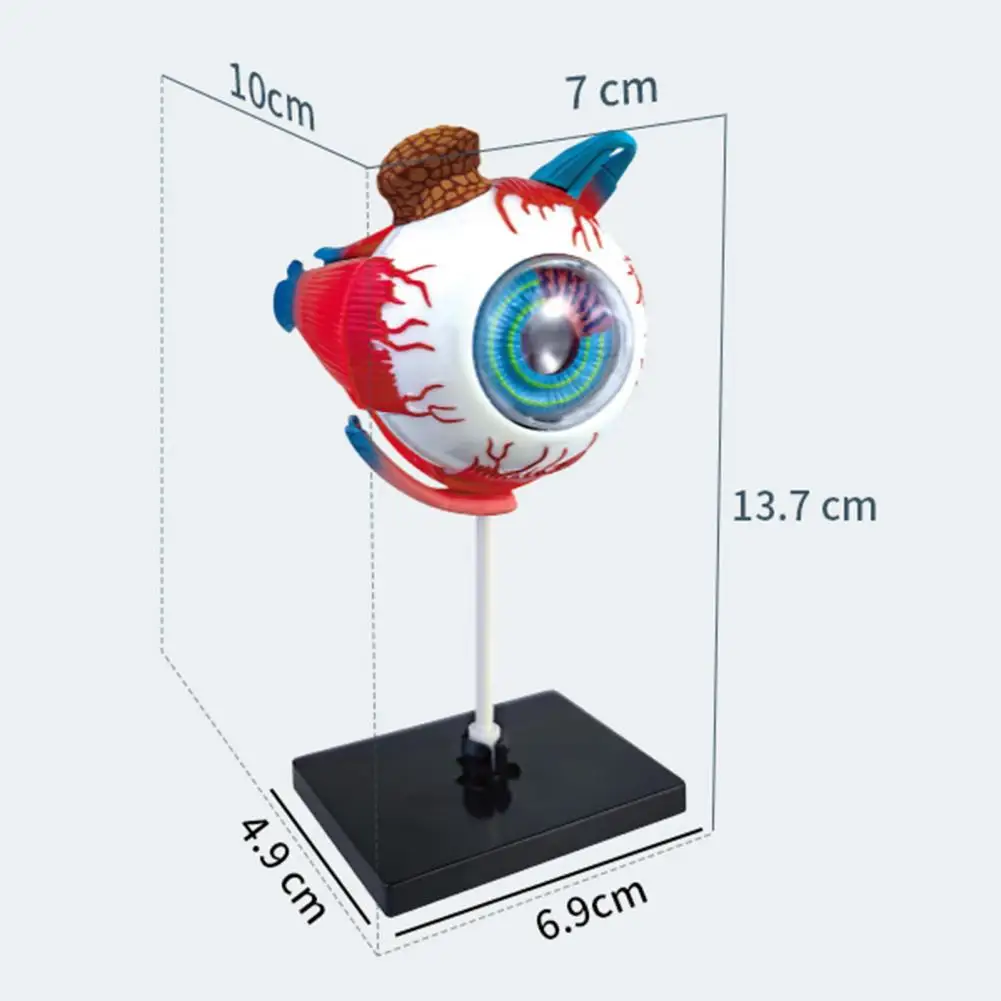 Eye Anatomy Eye Model สําหรับจักษุวิทยาการสอน Aid ที่ถูกต้อง Eye Ball สําหรับนักเรียนการเรียนรู้สําหรับ Anatomy