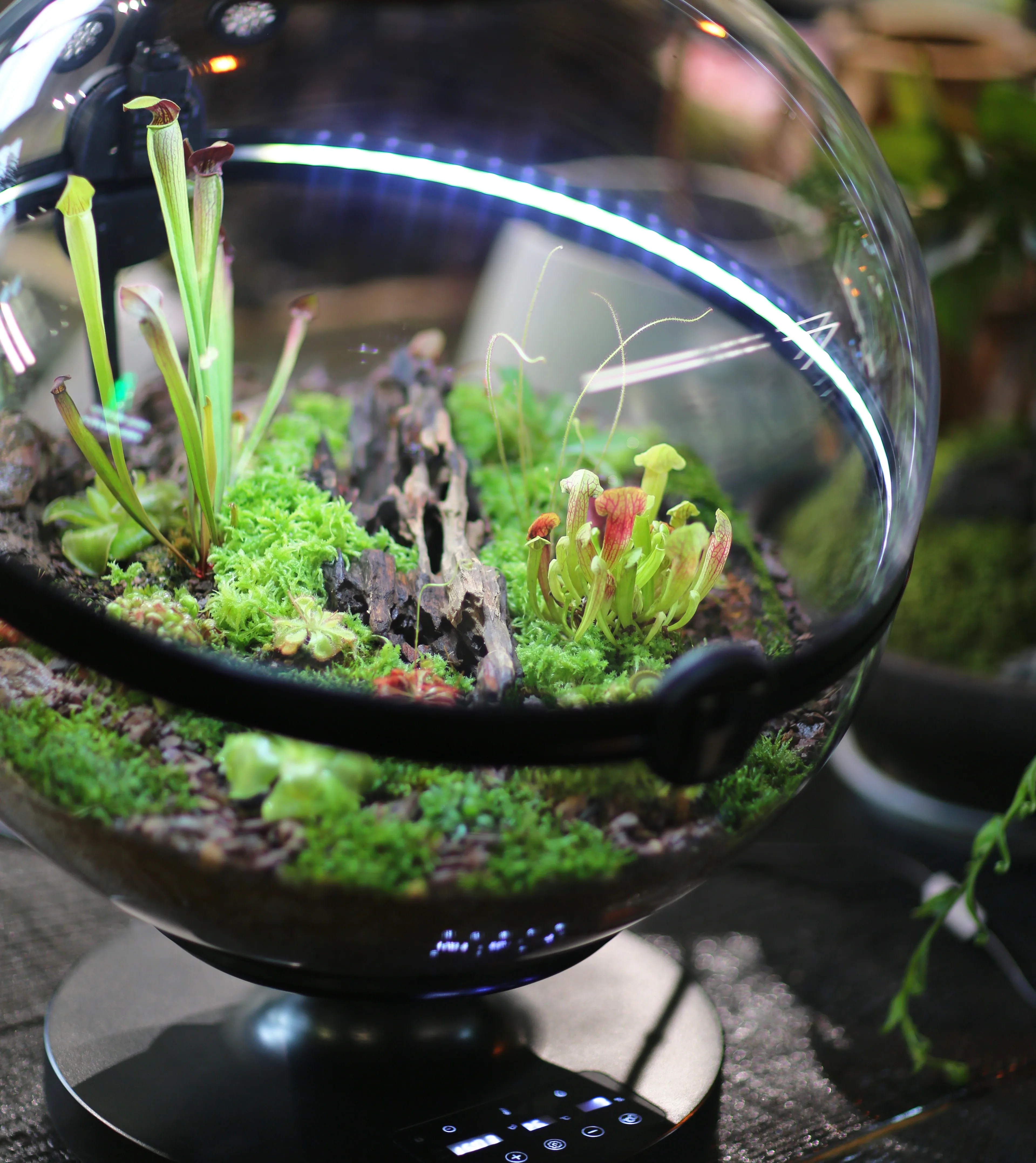 Hot Sales Acrylic Material Ba - Aquarium Fish For Sale review and price