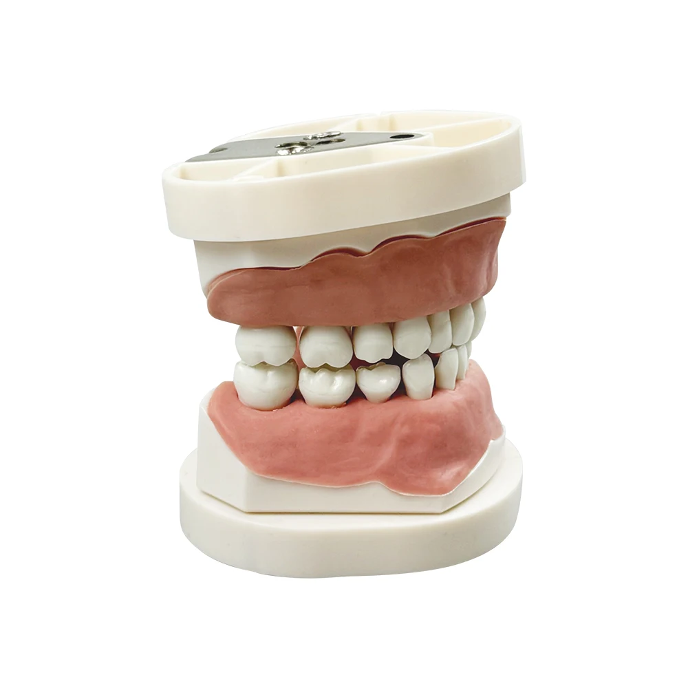 Kids Deciduous Teeth Practice Model With Removable Tooth 24 Teeth Child Primary Tooth Typodont Jaws For Training Teaching Study