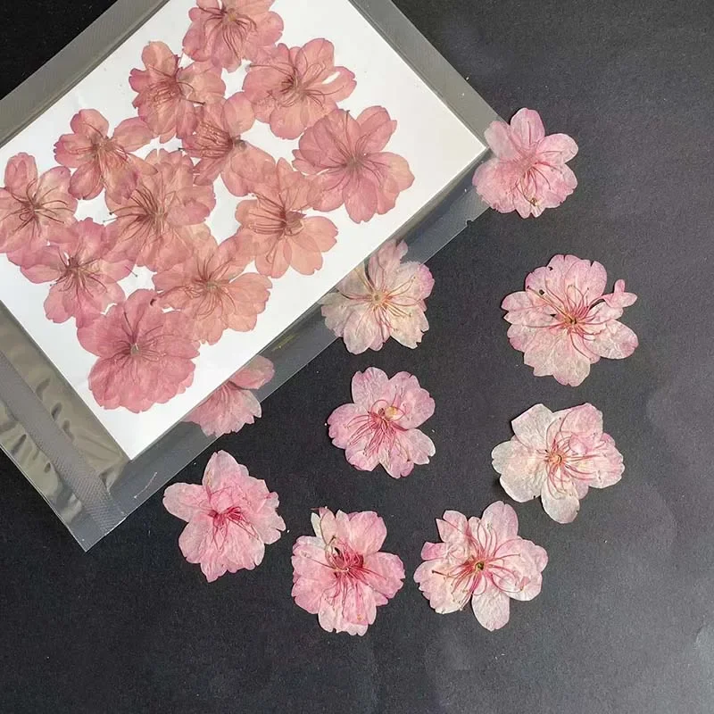 3-4.5CM/24PC Real Natural Dried Pressed Five Petals Cherry Blossom,Dry Press Roses Flower Heads For Resin Jewellery Art Supplies